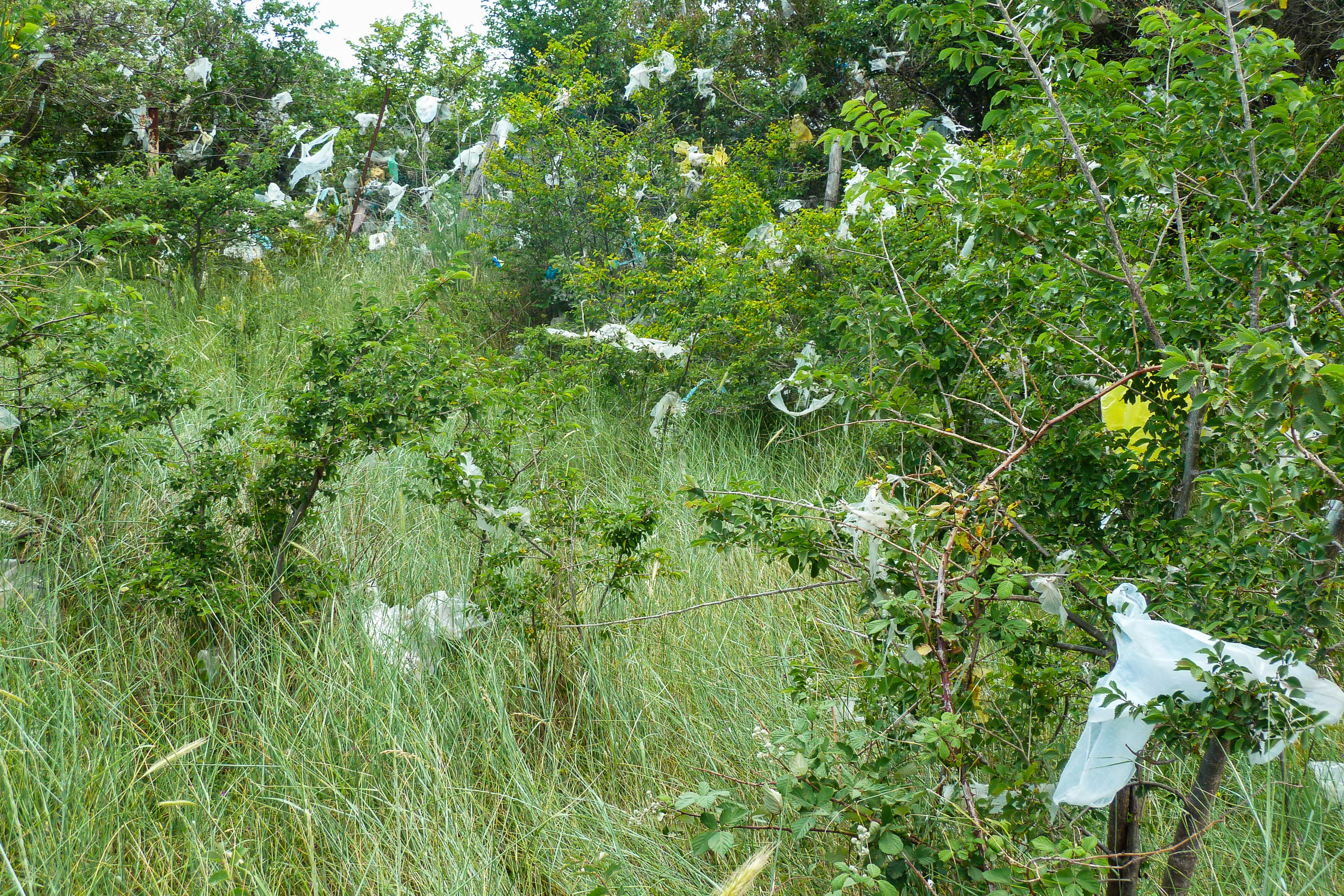 Weiße Plastikfetzen im Busch – Hinterlassenschaften des Windes